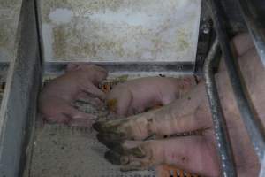 Dead piglet in corner of farrowing crate - Australian pig farming - Captured at Corowa Piggery & Abattoir, Redlands NSW Australia.