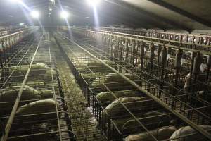 Wide view of huge sow stall shed - Australian pig farming - Captured at Grong Grong Piggery, Grong Grong NSW Australia.