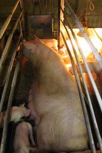 Farrowing crates at St Arnaud Piggery VIC - Australian pig farming - Captured at St Arnaud Piggery Units 2 & 3, St Arnaud VIC Australia.