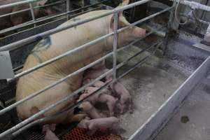 Farrowing crates at Corowa Piggery NSW - Australian pig farming - Captured at Corowa Piggery & Abattoir, Redlands NSW Australia.