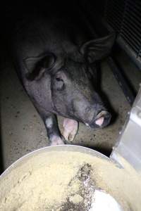 Farrowing crates at Wellington Piggery SA - Australian pig farming - Captured at Wellington Piggery, Wellington SA Australia.