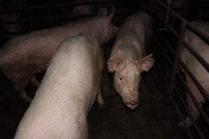 Grower pigs - Australian pig farming - Captured at Springview Piggery, Gooloogong NSW Australia.