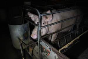 Farrowing crates at Culcairn Piggery NSW - Australian pig farming - Captured at Culcairn Piggery, Culcairn NSW Australia.