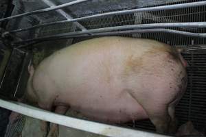 Farrowing crates at Corowa Piggery NSW - Australian pig farming - Captured at Corowa Piggery & Abattoir, Redlands NSW Australia.