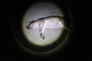 Dead grower pig outside - Australian pig farming - Captured at Narrogin Piggery, Dumberning WA Australia.