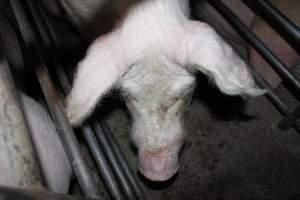 Sow stalls at Springview Piggery NSW - Australian pig farming - Captured at Springview Piggery, Gooloogong NSW Australia.