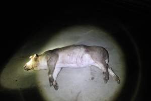 Dead grower pig outside - Australian pig farming - Captured at Narrogin Piggery, Dumberning WA Australia.