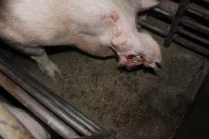 Sow with bloody ear tag injuries - Australian pig farming - Captured at Springview Piggery, Gooloogong NSW Australia.