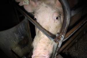 Farrowing crates at Culcairn Piggery NSW - Australian pig farming - Captured at Culcairn Piggery, Culcairn NSW Australia.