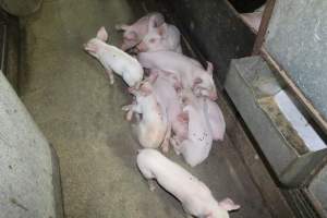 Farrowing crates at Bungowannah Piggery NSW - Australian pig farming - Captured at Bungowannah Piggery, Bungowannah NSW Australia.