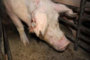 Sow with bloody ear tag injuries - Australian pig farming - Captured at Springview Piggery, Gooloogong NSW Australia.