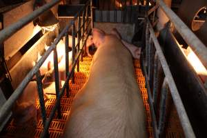 Farrowing crates at Huntly Piggery NSW - Australian pig farming - Captured at Huntly Piggery, Huntly North VIC Australia.