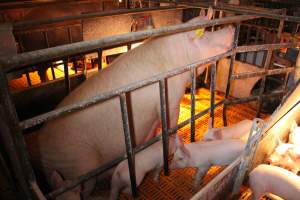 Farrowing crates at Huntly Piggery NSW - Australian pig farming - Captured at Huntly Piggery, Huntly North VIC Australia.