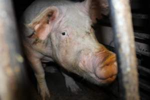 Sow stalls at Springview Piggery NSW - Australian pig farming - Captured at Springview Piggery, Gooloogong NSW Australia.