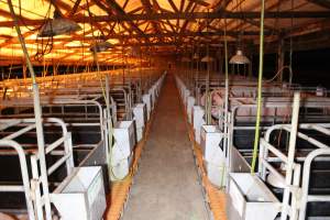 Looking down aisle of farrowing shed - Australian pig farming - Captured at Wasleys Piggery, Pinkerton Plains SA Australia.