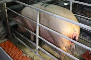 Sow with prolapse - Australian pig farming - Captured at Corowa Piggery & Abattoir, Redlands NSW Australia.