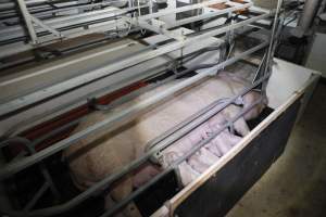 Farrowing crates at Mindarra Piggery WA - Australian pig farming - Captured at Mindarra Piggery (module 1), Boonanarring WA Australia.