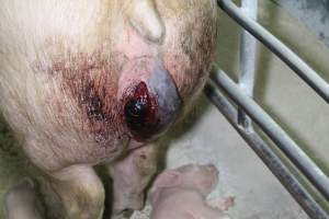 Sow with prolapse - Australian pig farming - Captured at Corowa Piggery & Abattoir, Redlands NSW Australia.