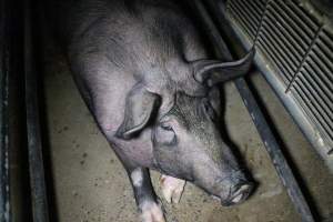 Farrowing crates at Wellington Piggery SA - Australian pig farming - Captured at Wellington Piggery, Wellington SA Australia.