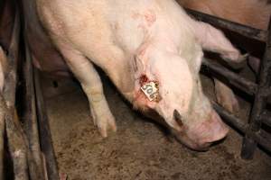 Sow with bloody ear tag injuries - Australian pig farming - Captured at Springview Piggery, Gooloogong NSW Australia.