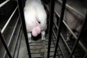 Boars in boar stalls - Australian pig farming - Captured at CEFN Breeding Unit #2, Leyburn QLD Australia.