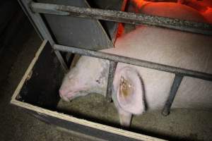 Farrowing crates at Finniss Park Piggery SA - Australian pig farming - Captured at Finniss Park Piggery, Mannum SA Australia.