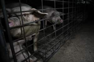 Group sow housing - Australian pig farming - Captured at CEFN Breeding Unit #2, Leyburn QLD Australia.