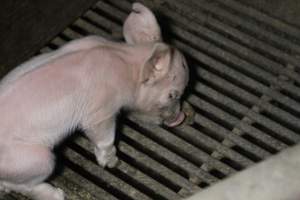 Farrowing crates at Deni Piggery NSW - Australian pig farming - Captured at Deni Piggery, Deniliquin NSW Australia.