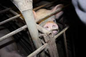 Sow stalls at Springview Piggery NSW - Australian pig farming - Captured at Springview Piggery, Gooloogong NSW Australia.