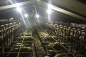 Wide view of huge sow stall shed - Australian pig farming - Captured at Grong Grong Piggery, Grong Grong NSW Australia.