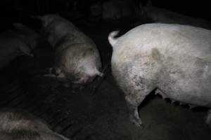 Group sow housing - Australian pig farming - Captured at CEFN Breeding Unit #2, Leyburn QLD Australia.