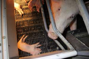 Farrowing crates at Sheaoak Piggery SA - Australian pig farming - Captured at Sheaoak Piggery, Shea-Oak Log SA Australia.