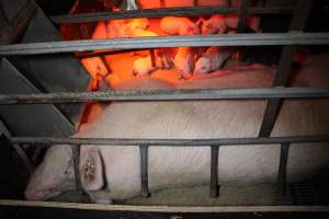 Farrowing crates at Finniss Park Piggery SA - Australian pig farming - Captured at Finniss Park Piggery, Mannum SA Australia.