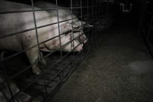 Group sow housing - Australian pig farming - Captured at CEFN Breeding Unit #2, Leyburn QLD Australia.