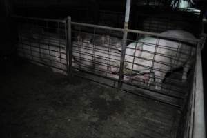 Group sow housing - Australian pig farming - Captured at CEFN Breeding Unit #2, Leyburn QLD Australia.