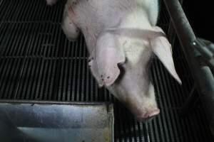 Farrowing crates at Bungowannah Piggery NSW - Australian pig farming - Captured at Bungowannah Piggery, Bungowannah NSW Australia.