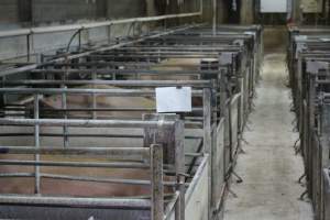 Farrowing crates at Corowa Piggery NSW - Australian pig farming - Captured at Corowa Piggery & Abattoir, Redlands NSW Australia.