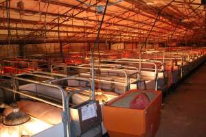 Looking across farrowing shed - Australian pig farming - Captured at Tailem Bend Piggery, Tailem Bend SA Australia.