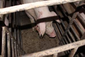 Sow with bloody ear tag injuries - Australian pig farming - Captured at Springview Piggery, Gooloogong NSW Australia.