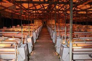 Looking down aisle of farrowing shed - Australian pig farming - Captured at Sheaoak Piggery, Shea-Oak Log SA Australia.