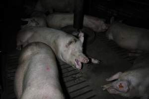 Group sow housing - Australian pig farming - Captured at CEFN Breeding Unit #2, Leyburn QLD Australia.