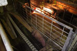 Farrowing crates at St Arnaud Piggery VIC - Australian pig farming - Captured at St Arnaud Piggery Units 2 & 3, St Arnaud VIC Australia.