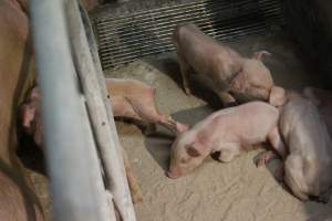 Farrowing crates at Corowa Piggery NSW - Australian pig farming - Captured at Corowa Piggery & Abattoir, Redlands NSW Australia.