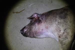Dead grower pig outside - Australian pig farming - Captured at Narrogin Piggery, Dumberning WA Australia.