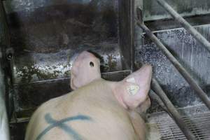 Farrowing crates at Corowa Piggery NSW - Australian pig farming - Captured at Corowa Piggery & Abattoir, Redlands NSW Australia.