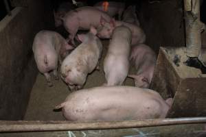 Grower pens underneath farrowing crates - Australian pig farming - Captured at Willawa Piggery, Grong Grong NSW Australia.