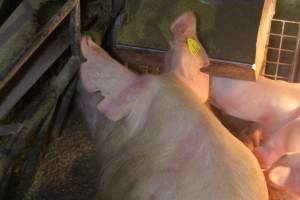 Farrowing crates at St Arnaud Piggery VIC - Australian pig farming - Captured at St Arnaud Piggery Units 2 & 3, St Arnaud VIC Australia.