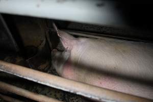 Farrowing crates at Culcairn Piggery NSW - Australian pig farming - Captured at Culcairn Piggery, Culcairn NSW Australia.