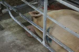 Farrowing crates at Corowa Piggery NSW - Australian pig farming - Captured at Corowa Piggery & Abattoir, Redlands NSW Australia.