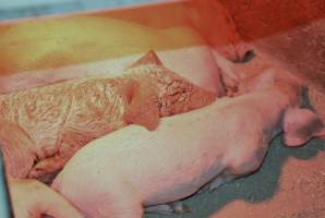 Piglet with mange - Australian pig farming - Captured at Korunye Park Piggery, Korunye SA Australia.